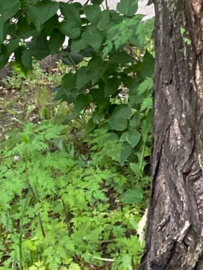 The image shows a close-up view of a tree trunk with rough, dark bark on the right side, partially obscuring a dense patch of green foliage in the background. The foliage consists of various types of leaves, with some broad, dark green leaves from a larger plant at the top and feathery, lighter green leaves from smaller plants at the bottom. The ground beneath the foliage is not clearly visible. The lighting suggests it is daytime, possibly overcast, as there are no strong shadows. This scene appears to be a natural setting, likely a park or wooded area within the city of Yuzhno-Sakhalinsk, Russia, given the mention of the location. There are no people or animals visible in the frame, and no discernable actions or interactions taking place.