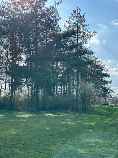 The image depicts a grassy field in Balkantsi, Bulgaria bordered by a dense line of trees. The sky is blue with scattered white clouds. Light patches illuminate the green grass. The treeline is predominantly evergreens with some bare branches, and a building is visible through the trees.