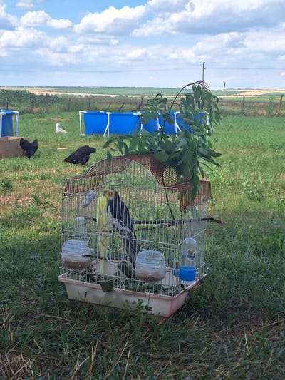 A cockatiel, with its distinctive yellow crest and black and gray plumage, is inside a silver metal birdcage. The cage has a beige base and is positioned on a grassy area. Also visible inside the cage are a yellow bird, possibly another cockatiel or a similar species, and what appears to be food or seeds in small dispensers. To the left of the cage, on the ground, are two black chickens, one with red accents on its tail feathers, and a third chicken further in the background. Behind the cage, a leafy green branch from a tree drapes down. In the background, there are two bright blue rectangular structures, possibly small inflatable pools or tanks, and a section of green field leading to a distant horizon. The sky above is blue with scattered white clouds. The overall scene suggests an outdoor setting, possibly a yard or a rural area. The lighting indicates it is daytime, likely late afternoon or early evening given the long shadows cast by some of the objects. There is no visible text in the image.