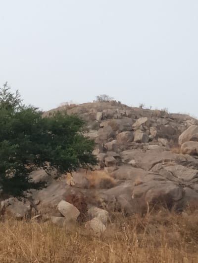 The image displays a natural, rocky landscape situated in Kerang, Nigeria. A large hill, composed of numerous grey-brown boulders and exposed rock formations, dominates the midground and extends into the upper background. The foreground is covered with dry, golden-brown grasses and sparse, desiccated vegetation. A single green tree with dense foliage stands on the left side of the frame, partially obscuring the lower slopes of the hill. The hill's summit shows minimal, scrubby growth. The sky overhead is a uniform light grey or hazy white. No human figures, animals, or artificial structures are discernible within the frame.