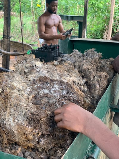 The image shows a pile of palm fiber, which is being examined by a person. There are many palm nuts mixed in with the fiber. The person is reaching into the pile with their hand, seemingly checking the quality of the fiber. The background shows a partially clothed man, likely working with the palm fiber, and a lush, green forest. The location is likely Egbeda, Nigeria.