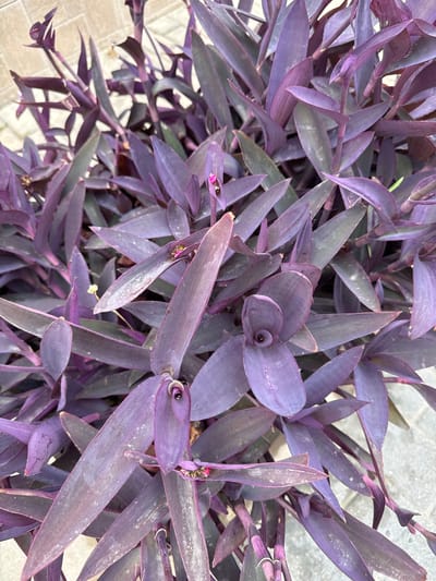 This is a close-up, overhead shot of a dense cluster of purple heart plants (Tradescantia pallida). The plants have elongated, pointed leaves in various shades of deep purple and greenish-purple. Some leaves are glossy, while others appear slightly dusty. The foliage is rich and varied in texture and color, with some leaves overlapping and creating shadows. Small, delicate pinkish-purple flowers are visible on a few of the stems, adding a subtle contrast to the dominant purple hue. The background is blurred, but appears to be an outdoor setting with hints of pale gray, possibly a paved surface like concrete or stone tiles, and some lighter, off-white areas, suggesting natural light. The lighting is bright, indicating it is daytime. The image has a shallow depth of field, focusing on the intricate details of the plant's leaves and stems. There is no text visible in the image. The scene is still and focused entirely on the plant life.