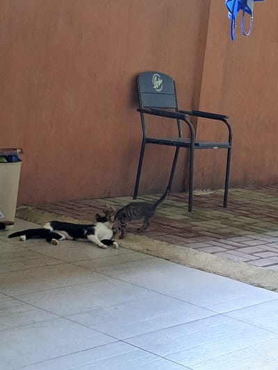 Two cats are interacting on a tiled patio in front of a terracotta-colored wall. One cat is black and white, lying on its side with its legs extended. The other cat is a tabby, standing and appearing to nuzzle or groom the black and white cat. Behind the cats, a dark metal chair with armrests is positioned against the wall. A blue garment is hanging from an unseen hook above and to the right of the chair. To the left of the cats, a portion of a light-colored trash can is visible. The patio floor is a mix of square tiles and brick pavers. The environment suggests an outdoor setting, possibly a backyard or patio area in Kobuleti, Georgia.
