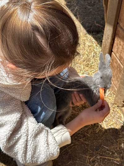An overhead, close-up shot captures a young person with brown hair wearing a fluffy white jacket feeding a grey rabbit a piece of carrot. The child is positioned on the left side of the frame, with their head bowed towards the rabbit, which is on the right. The rabbit is nibbling on the carrot held by the child's hand. The background consists of dry straw and dirt, with a wooden structure visible on the far right. The image is brightly lit by sunlight, casting shadows across the scene. The location is not specified in Terskol, Russia.