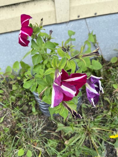 A cluster of petunia flowers, in shades of deep magenta and purple with white streaks, are captured in an overhead shot. Some of the flowers are in full bloom, their petals unfurled, while others are still in bud formation, their dark purple tips peeking out. The petunias are growing in what appears to be a makeshift planter, possibly a repurposed container with a textured, ribbed surface.
The flowers are surrounded by green foliage, some of which is lush and healthy, while other leaves appear a bit wilted or dried. In the background, the scene transitions to a patch of natural ground with grass and soil, and a few small yellow wildflowers, possibly dandelions, are also visible. To the left of the frame, a portion of a light-colored, textured surface, possibly a walkway or paving, is visible, with some dark circular marks that could be fasteners or imperfections.
The lighting suggests it is daytime, with soft shadows indicating an overcast sky or possibly early morning or late afternoon light. The overall setting appears to be outdoors, in a garden or natural landscape area. There is no visible text in the image. The focus is entirely on the flowers and their immediate surroundings.