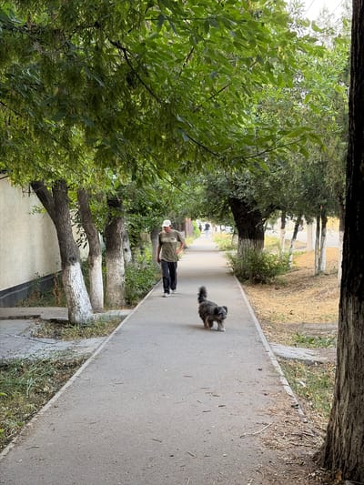 A person is walking down a paved path lined with trees on both sides. The trees are lush and green, with some of their trunks whitewashed. The path appears to be in a park or residential area. A small, fluffy dog is walking ahead of the person on the path. The person is wearing a light-colored hat, a greenish-brown shirt, and dark pants. The overall scene suggests a pleasant, casual walk on a clear day. The light suggests it is daytime. The whitewashed tree trunks are a common sight in many parts of Kyrgyzstan, often done to protect them from pests and the sun.