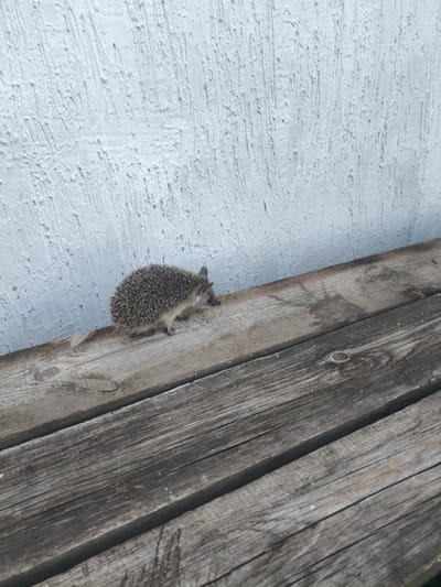 A small hedgehog walks across a wooden surface next to a textured white wall. The hedgehog is facing to the right, with its body angled slightly towards the viewer. It has sharp spines and a pointed snout. The wooden surface appears weathered and made of planks. The white wall has a rough, uneven texture, possibly plaster or stucco. The lighting suggests it is daytime. The image appears to be taken outdoors, possibly in a yard or garden. No people or text are visible.