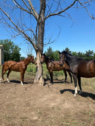 This image, captured in Slavovitsa, Bulgaria, depicts three domestic horses standing near the base of a large, bare deciduous tree on a sunny day. The sky is clear and vivid blue, indicating fair weather. Strong, direct sunlight illuminates the scene, casting distinct shadows.
The leftmost horse is a chestnut or bay, characterized by a reddish-brown coat, a white blaze on its face, and white stockings on all four legs. It wears a light brown halter and stands facing right, with its head slightly turned towards the tree trunk. Its musculature is visible due to the direct lighting.
The middle horse, a bay, has a darker brown body, black mane, tail, and lower legs. It wears a dark halter and is positioned directly behind the tree trunk, with its head in close proximity to the bark, facing left. Its body is partially obscured by the tree.
The rightmost horse is dark bay or black, featuring a white blaze on its face and a white stocking on its right front leg. It wears a dark halter and stands facing left, looking towards the viewer. Its body is a mix of direct illumination and shadow.
The central object is a substantial, bare tree with rough, greyish-brown bark and numerous leafless branches extending into the sky. The horses are clustered around its base.
The ground consists primarily of dry, light brown soil with scattered patches of sparse, dry green and yellow grass. Exposed roots are visible around the tree's base.
In the background, to the left, a portion of a light-colored building with a dark roofline is visible. Further back, a line of green deciduous and coniferous trees forms a dense horizon, with faint indications of utility lines running above them. No human figures are present in the scene. The horses appear calm and stationary.