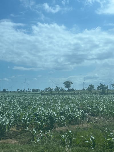 The image captures a vast agricultural field, likely a cornfield, stretching towards the horizon. Rows of young green corn stalks dominate the foreground, with some dried grass and earth visible between them. In the middle ground, the landscape transitions to a mix of trees, including palm trees, and a few scattered structures. Several wind turbines are visible in the distance, dotting the horizon, suggesting this location is a wind farm. Power lines are also strung across the scene. The sky above is a pale blue, filled with scattered, wispy white clouds. The overall impression is one of a rural, open landscape with agricultural activity and renewable energy infrastructure. This scene is characteristic of the landscape in Jeneponto, South Sulawesi, Indonesia, known for its extensive wind farms and agricultural areas, particularly corn cultivation.