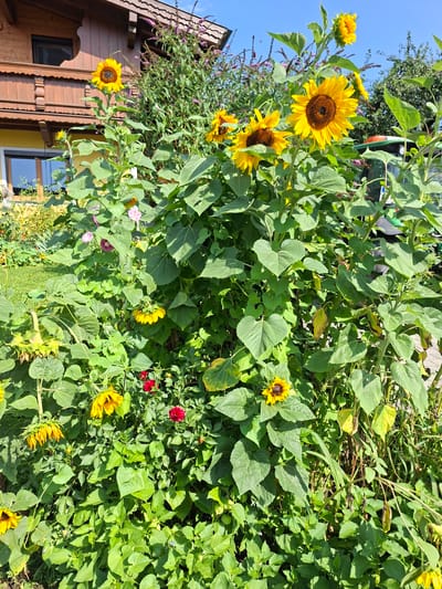 The image depicts a vibrant garden scene with numerous sunflowers in bloom, interspersed with lush green foliage. In the background, a portion of a traditional wooden house with an overhanging roof is visible, suggesting a rural or semi-rural setting. The house features characteristic alpine architectural elements. A bright blue sky is overhead, indicating fair weather. The focus is on the sunflowers, with some in full bloom and others appearing to be developing or past their prime, displaying a range of yellow hues and dark centers. There are also smaller red flowers scattered throughout the undergrowth. The overall impression is one of a well-tended, colorful garden bathed in sunlight. No people are visible in the image. The location is identified as Münster, Austria.
