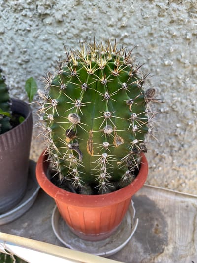 A medium shot of a potted cactus is captured against a rough, light-colored wall in Tsarev Brod, Bulgaria. The cactus, a vibrant green, stands in an orange plastic pot with a white saucer. Its body is covered in sharp, white and brown spines, with tufts of grey fuzz at the base of some. Several dried, brown remnants, possibly old flowers or damaged sections of the plant, are visible on its surface. To the left of the main cactus, another potted cactus is partially visible in a brown pot. The background wall has a textured, uneven surface, suggesting it's an exterior wall. The scene appears to be outdoors, possibly in a garden or on a balcony, given the lighting and the presence of multiple potted plants.