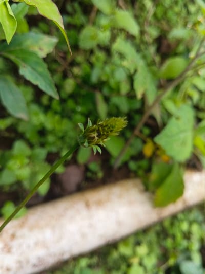 A close-up shows a slender green stem topped with a tightly packed, cylindrical, green flower bud. Tiny leaves or bracts are visible around the base of the bud. The plant is surrounded by other green foliage and some smaller ground cover. A blurred white object is partially visible in the foreground. The lighting suggests an outdoor setting.