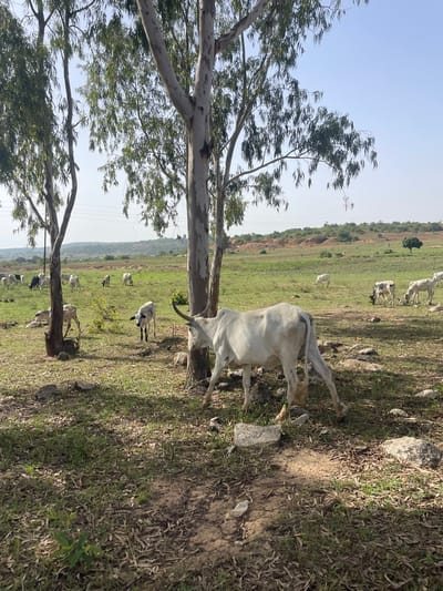 The image depicts a pasture in Gana Daji, Nigeria. A mature tree dominates the left side of the frame, its branches extending towards the sky. In the foreground, a white cow stands near the tree, facing away from the viewer. Several other cattle graze in the green field in the distance. The landscape has a rolling terrain, with a low ridge visible in the background. The sky is light blue and mostly clear. The ground is a mix of grass, dry leaves, and dirt.