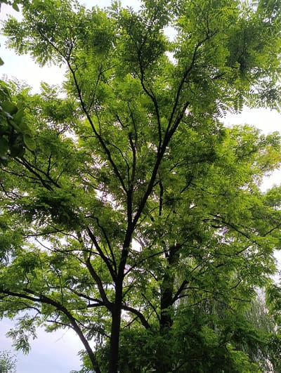 This is a full-frame, eye-level, outdoor, vertical, medium shot of a large, leafy green tree. The tree occupies the majority of the frame, with its branches and leaves filling the image. The leaves are a vibrant green and are densely packed, obscuring much of the sky. The sky itself is a pale, overcast white, suggesting a cloudy day. The tree's trunk is dark brown and visible in the lower part of the frame, with several large branches extending upwards and outwards. The leaves are compound, meaning they are made up of multiple smaller leaflets. In the background, hints of other trees and foliage can be seen, some with a lighter green hue. The overall impression is one of lush greenery and natural abundance. There are no people or animals visible in the image. The scene appears to be a natural outdoor environment, possibly a park or a wooded area within the city of Katar-Yurt, Russia, given the provided context.