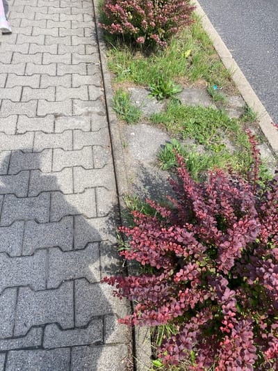 The image shows a paved sidewalk made of interlocking grey concrete blocks. To the right of the sidewalk is a patch of green grass and a red-leaved shrub. A person's feet, wearing a pink and white shoe, are visible on the left side of the sidewalk. The sidewalk is partially in shadow. The environment suggests an outdoor urban setting, possibly in Osek, Czechia, given the provided context.
