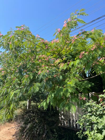 A mature Mimosa tree, also known as a Persian silk tree, is in full bloom with numerous delicate pink, feathery flowers. The tree has a wide canopy of compound leaves and is situated in an outdoor environment with a clear blue sky overhead. Power lines are visible stretching across the top portion of the frame. In the foreground and background, there are various types of greenery, including bushes and smaller trees. A white picket fence is partially visible behind the tree, suggesting a residential or park-like setting. The ground in the foreground is covered with dry, light brown grass. The overall impression is of a vibrant, sunlit day. The location is identified as Fontanka, Ukraine.