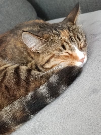 A close-up, vertical shot shows a tabby cat sleeping curled up on a gray, textured surface, possibly a couch or blanket. The cat's fur displays a mix of brown, black, and orange stripes, with a white patch on its muzzle. Its eyes are closed, and its whiskers are visible. The cat's tail, also striped, is curled around its body. The background is blurred and consists of a darker gray, indicating a softly lit indoor environment. There is no indication of the city of Samar, Ukraine, or any other specific location in this image.