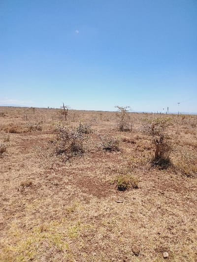The image displays a vast, dry, and open savanna landscape under a clear, bright blue sky. The scene is dominated by a reddish-brown expanse of parched earth and sparse, dry grass, indicating arid or semi-arid conditions, typical of a dry season in Rumuruti, Kenya.

In the foreground and mid-ground, the ground is covered with golden-brown dried grass and patches of bare, reddish-brown soil. Scattered across this terrain are several small, shrubby bushes and a few larger, thorny-looking trees with sparse foliage, characteristic of drought-resistant vegetation. The ground appears slightly undulating.

The horizon line is visible in the distance, where the dry land meets the expansive sky. Along this distant horizon, several faint, thin, vertical structures, possibly utility poles or communication towers, can be discerned, suggesting minimal human presence in this remote area.

The upper half to two-thirds of the image is filled with a uniform, clear blue sky, devoid of clouds, indicating bright, sunny weather. The lighting suggests it is midday or early afternoon, with strong, even illumination across the landscape. There are no people or animals visible, and no specific activity is taking place. The overall impression is one of stillness, vastness, and the rugged, unadorned beauty of a dry African landscape. No text is visible in the image.