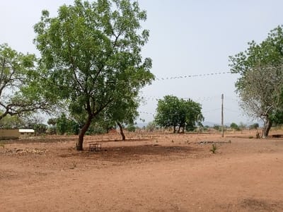 The image shows a dry, dusty field with sparse vegetation in Rumde Waziri, Nigeria. It is a bright, sunny day with clear skies. A large tree with green leaves is prominently in the foreground, casting a shadow on the ground. Behind it, there are other scattered trees. A wooden structure is visible in the distance on the left side of the image. The ground is mostly dirt with some scattered grass and dry vegetation. There are power lines running across the scene, with a wooden pole in the center. There are no people present in the scene.