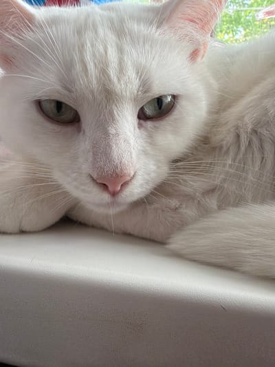 A close-up shot of a white cat with pale green eyes and a pink nose. The cat is lying down, with its head resting on what appears to be a white, possibly textured surface. The cat's fur is thick and soft-looking, and its whiskers are prominent. The background is blurry, with hints of green foliage suggesting an outdoor setting. There is no evidence to support any claim about Tokkari, Russia.