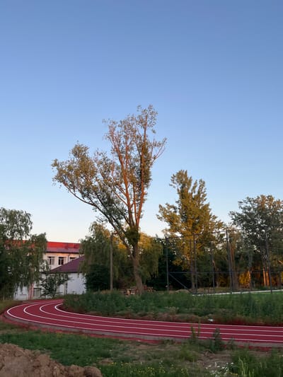 The image shows a red running track with white lines, curving through a grassy area with trees and a building in the background. The building appears to be a school or institution, with a red tiled roof and white walls. A tall tree stands prominently in the center of the frame, its branches reaching towards the clear blue sky. The scene is set during daylight, with the sun casting a warm glow on the trees and the running track. The location is identified as Koroviia, Ukraine.
