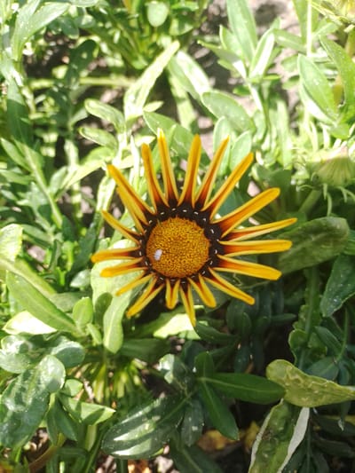 This is a close-up, overhead shot of a single, vibrant yellow and red gazania flower. The flower is in full bloom and is positioned in the center of the frame. Its petals are elongated and pointed, with a gradient of yellow at the tips fading into a reddish-brown near the dark brown center. The center of the flower is packed with tiny, yellow florets. A small, white aphid is visible on one of the yellow petals. The flower is surrounded by lush, green foliage, some of which appears to be slightly wilted or damaged. The leaves are long and slender, with a matte finish. The background is blurred, suggesting a shallow depth of field, and appears to be dark soil or more greenery. The lighting suggests it is daytime, likely outdoors, with the sun illuminating the flower from above. The image was taken in Myrhorod, Ukraine.