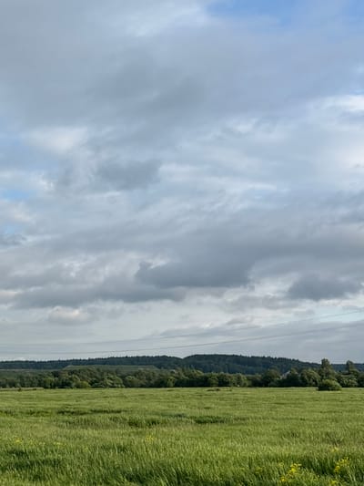 The image depicts a rural landscape under a cloudy sky. In the foreground, a field of green grass, possibly crops or a meadow, stretches across the frame. Scattered yellow wildflowers are visible in the lower right corner. A line of trees forms a dense green barrier across the middle ground, with some lighter-colored foliage interspersed. Behind the trees, a slightly elevated, darker green forested hill rises. A few structures, appearing to be houses, are partially visible nestled within the trees. Overhead, a network of power lines stretches horizontally across the scene, supported by unseen poles. The sky is filled with a variety of clouds, ranging from light and wispy to darker, more textured formations, obscuring most of the blue sky. The overall impression is one of a tranquil, somewhat overcast day in the countryside, possibly the village of Shavkunovo, Russia. There are no people or animals visible in the frame.