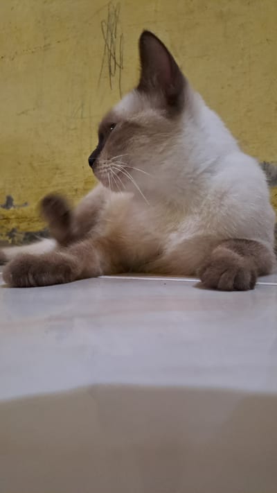 A siamese cat is resting on a white surface, next to a yellow wall. The cat is looking up and to the right. The cat has light brown and white fur. Its ears are dark brown, and its eyes are dark. The cat's whiskers are long and white. The yellow wall behind the cat has some faint scratches on it. The white surface appears to be a ledge or a shelf. The lighting in the image suggests it may be daytime, possibly indoors or in a shaded outdoor area. The emotion conveyed by the cat is one of curiosity or peaceful relaxation. No text is visible in the image.