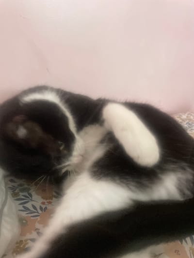 The image shows a black and white cat lying on a bed with a pink blanket on the left and a floral patterned comforter on the right. The cat is in a relaxed, slightly contorted position, with its legs and body intertwined. One white paw is visible, resting on the cat's black fur. The cat's face is partially visible, showing its green eyes and white whiskers. The background consists of a soft pink surface and a comforter with a floral pattern featuring muted tones of beige, green, and a few scattered red and blue elements. The lighting appears to be soft and diffused, suggesting an indoor setting, possibly during the day. There is no visible text in the image. The overall impression is one of comfort and relaxation as the cat enjoys its resting spot.