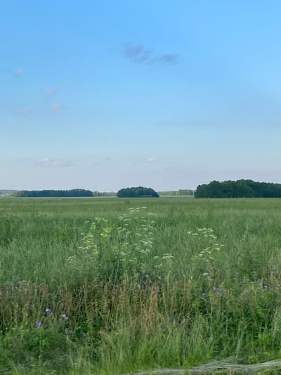 The image depicts a wide, green field under a pale blue sky with scattered white clouds. In the distance, a line of dark green trees forms a treeline across the horizon. The foreground of the field is filled with tall, green grass and various wildflowers, including small white blossoms and clusters of purple flowers. The overall impression is of a natural, rural landscape. The scene is located in Bol'shoe Koshaevo, Russia.