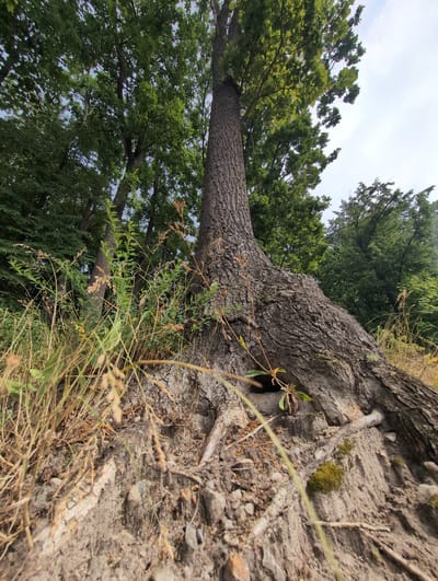 A low-angle, wide-shot photograph captures the gnarled roots of a large tree, exposed on a dirt embankment. The tree's thick, textured bark is prominent in the foreground, with some smaller green leaves and dry grass growing around its base. Behind the tree, a dense forest of mature trees with lush green foliage forms the backdrop, with a cloudy sky visible through the canopy. The scene appears to be in a natural outdoor environment, likely a forest or parkland, with no people or man-made structures visible. The lighting suggests it is daytime, possibly overcast given the sky. The location is identified as Perliavka, Ukraine.