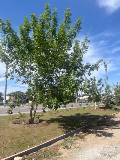 This image depicts a sunny day in Balykchy, Kyrgyzstan, with a bright blue sky dotted with wispy white clouds. A large tree with lush green leaves dominates the foreground, its branches reaching towards the sky. In the background, a street runs alongside a grassy area bordered by a concrete curb. Beyond the street, buildings with red roofs and other structures are visible. A modern-looking streetlight stands near the tree. The scene appears to be outdoors, possibly a park or a landscaped area along a road. The ground is a mix of dry earth, gravel, and sparse grass, suggesting a dry climate or a recently developed area. Shadows from trees are cast on the ground, indicating it is daytime. No people are visible in the image.