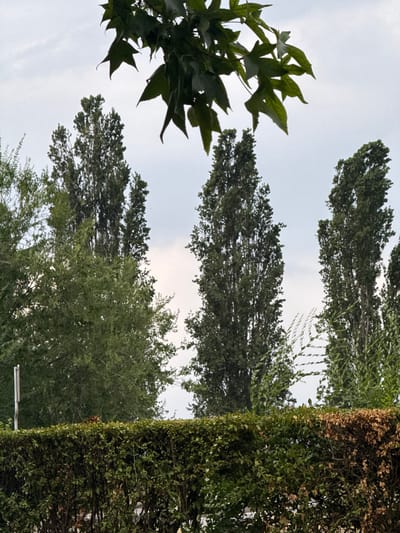 The image depicts a dense, green hedge in the foreground, with a section on the right showing dried, brown leaves. Behind the hedge, several tall, slender trees with dark green foliage reach towards a cloudy, overcast sky. In the upper portion of the image, dark green leaves from a tree branch are visible, silhouetted against the sky. The scene appears to be an outdoor environment, possibly a park or garden area, given the presence of manicured hedges and mature trees. No people are visible in the image, and no specific landmarks or architectural features are discernible that would definitively place it within the city of Saluzzo, Italy. The overall impression is of a natural, somewhat subdued, outdoor setting under a muted sky.