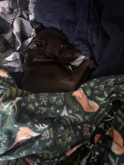 A dark brown dog is sleeping curled up on a bed. The dog is partially covered by a dark blue blanket and a blanket with a pattern of foxes and foliage. The background is dark and indistinct. The image is a close-up of the dog and blankets. The location is not specified in the image.