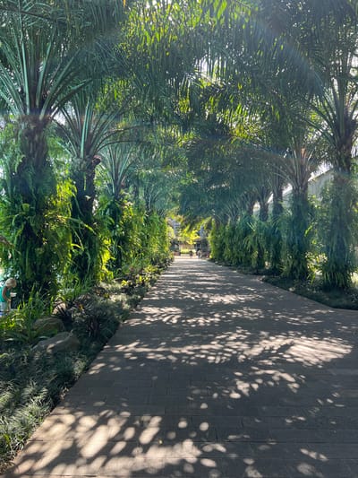 The image shows a paved walkway in Petulu, Indonesia, lined with lush tropical vegetation. Tall palm trees with dense, green fronds arch over the path, casting dappled shadows across the gray-toned brick walkway. A variety of ferns and other plants grow alongside the path, creating a layered, verdant environment. The perspective suggests a receding view down the pathway towards a blurred background.