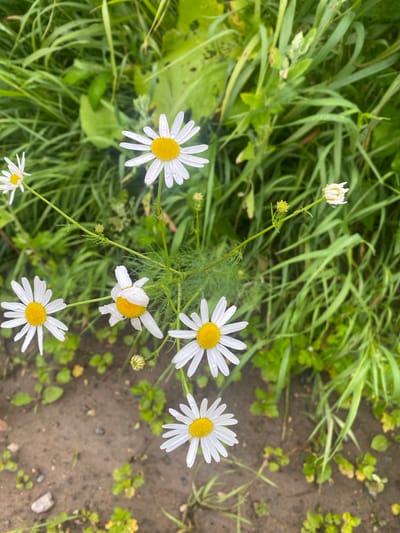 A close-up, eye-level shot captures a patch of wild daisies growing amidst green grass and damp soil. Several white daisies with yellow centers are in focus, some with visible water droplets on their petals, suggesting recent rain. One daisy appears partially closed, and a few small buds are also present. The background is a blur of lush green foliage and dark, wet soil with scattered small plants. The overall scene is natural and appears to be an outdoor environment, likely in a park or a natural area in Заволжский, Russia, given the context. There are no people or any human-made objects visible.