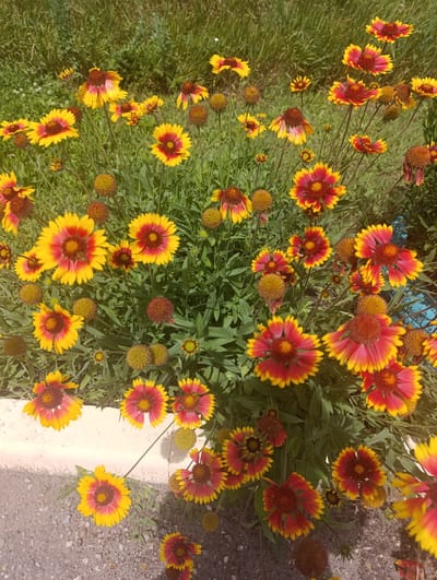 The media file displays a close-up, overhead view of a patch of Gaillardia flowers, commonly known as blanket flowers, in bloom. The flowers exhibit vibrant bicolor petals, predominantly yellow with deep red or maroon centers that extend outwards, creating a striking contrast. Some flowers are fully open, showcasing their ray florets, while others are in bud or have spent seed heads, adding textural variety to the scene.
The flowers are densely packed together, suggesting a thriving garden bed or naturalized planting. They are situated outdoors, with lush green grass and foliage visible in the background, indicating a natural or semi-natural setting. The lighting suggests it is daytime, likely sunny, as evidenced by the brightness and the shadows cast by the flowers and surrounding vegetation.
In the lower left corner of the image, a light-colored curb or planter edge is visible, bordering the flower bed and separating it from a gravelly or paved surface. This curb suggests an urban or suburban garden context, possibly along a path or road.
No people or specific objects other than the flowers and their immediate surroundings are discernible. The overall impression is one of natural beauty and abundance, with the vivid colors of the Gaillardia flowers dominating the composition. There is no visible text in the media file. The location context of Novoanninskiy, Russia, further grounds the scene in a specific geographical setting where such flora might be cultivated.
