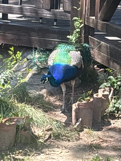 A peacock is standing on the ground near a wooden structure in Krasnovo, Bulgaria. The peacock has iridescent blue and green feathers. It is looking down at the ground. There is green foliage and some rocks around the peacock. The wooden structure appears to be part of a boardwalk or railing. The ground is covered in dirt and grass.