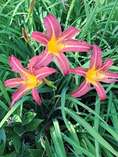 A close-up, high-angle shot captures three open daylilies with ruffled petals in shades of deep pink and yellow. The flowers are surrounded by lush green foliage, with some flower buds also visible. The scene is set in an outdoor garden environment, likely in Kalinka, Russia, given the context. The lighting suggests it is daytime, with sunlight casting shadows and highlighting the textures of the petals and leaves. There are no people or animals present in the image. The overall impression is one of natural beauty and a thriving garden.