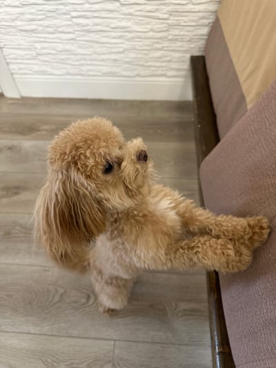 A brown poodle lies upside down on a light gray wood-look floor, near a sofa with a light brown frame and purple-brown fabric in слобода Старая, Russia. The poodle's face and paws are visible. To the left of the sofa is a white textured wall.