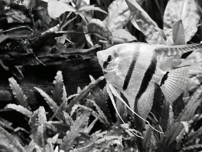 This is a black and white, medium shot photograph of an angelfish swimming in an aquarium. The fish is positioned on the right side of the frame, facing left. It has distinct black vertical stripes on its body and long, flowing fins. Delicate, white barbels extend from its chin. The angelfish appears to be the primary subject.
The background is filled with aquatic plants, with a dark, textured element, possibly driftwood or rocks, behind the fish and to the left. The plants vary in texture and leaf shape, creating a dense, naturalistic environment. In the upper left quadrant, a very small, silhouetted fish can be observed, much less distinct than the angelfish.
The lighting in the image is consistent, suggesting artificial aquarium lighting, and there are no clear indicators of the time of day or weather. The scene is one of peaceful underwater life, with the angelfish gracefully navigating its environment. The focus is sharp on the angelfish, with the background elements slightly softened, enhancing the subject. There is no visible text in the image. The location context provided is Süpplingen, Germany.