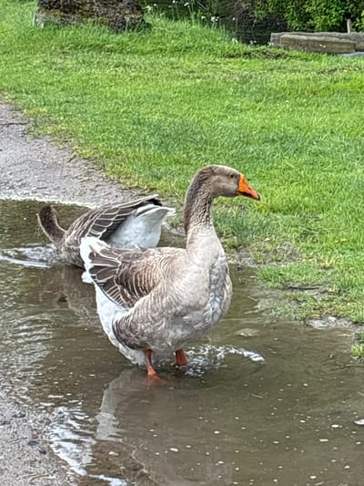 A goose stands in a puddle of water, near green grass and a partially visible wooden structure. The goose has gray and white plumage, an orange beak, and orange webbed feet. The puddle reflects the goose's form. The location is specified as Ulyanovka, Russia.