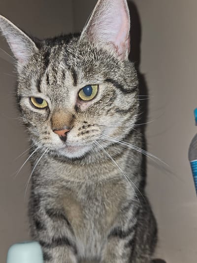 The image is a close-up, portrait-style photograph of a tabby cat. The cat has gray and black striped fur, with yellow eyes and a pink nose. Its ears are pointed and stand upright. The cat is looking downwards and slightly to the left, with its mouth slightly open. The background is a plain, light brown wall, with a blurred object that appears to be a water bottle on the right side of the frame. A small portion of a light blue cylindrical object is visible in the bottom left corner. The lighting suggests an indoor setting, possibly at night due to the sharp shadows cast by the cat. The image does not provide any information about the location in the city of Koszalin, Poland, or any people.