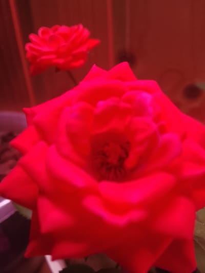 The image shows two red roses. One is in the foreground, filling most of the frame, and is in sharp focus. The other is in the background, slightly out of focus. The lighting has a strong red cast, which influences the overall color of the image. The environment appears to be indoors. The location in the city of Высокиничи, Russia, is not evident within the image.