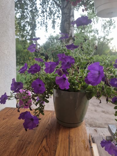 A close-up shot shows a potted plant with vibrant purple petunias cascading over the edge of a dark green pot. The pot rests on a wooden surface, likely a table or railing, which is made of light brown planks with a visible wood grain. In the background, blurred trees and foliage suggest an outdoor setting, possibly a garden or patio. The sky is overcast, indicating a cloudy or possibly rainy day. The overall scene is bright, with the natural light illuminating the flowers. There is no visible text in the image.
