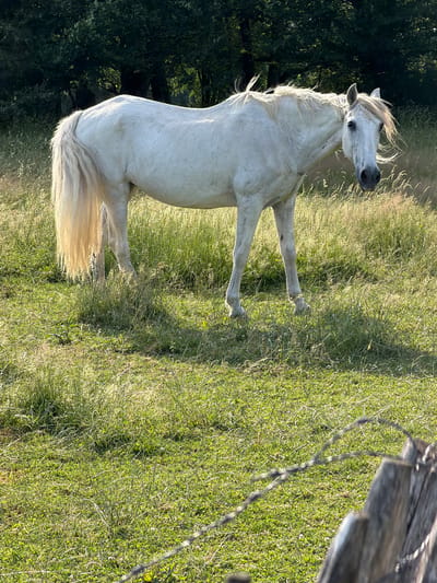 A white horse stands in a grassy field, with trees in the background. The horse is facing slightly towards the right, with its head turned to look at the camera. The field is covered in green grass and some taller, dry grass. The trees in the background are dark green and appear to be a dense forest. The image is taken in La Roche-en-Ardenne, Belgium. A barbed wire fence is visible in the foreground, partially obscuring the lower right portion of the image.