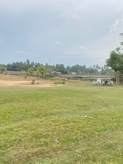 The photograph depicts a rural scene near Gampongaceh, Indonesia. A grassy field occupies the foreground and right side of the image. To the left, a dirt path runs parallel to a line of trees. Several cows are visible in the dirt path. A body of water with reflective surfaces runs along the treeline and is dotted with debris. In the background, there are houses and tall trees. The sky is overcast. A tower is visible on the left side.