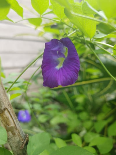 A close-up, slightly blurred shot shows a vibrant purple butterfly pea flower in bloom, centered in the frame. The flower, with its intricate petal structure and pale green center, is surrounded by lush green leaves and stems. In the background, the soft focus reveals more greenery and a hint of a white, possibly wooden, structure, suggesting an outdoor setting. A second, out-of-focus purple flower can be seen to the left, deeper in the background. A portion of a textured, brown stem or branch is visible in the lower left corner of the image. The overall impression is one of natural beauty and tranquility. This scene is likely from a garden or natural area in Mee, Indonesia.