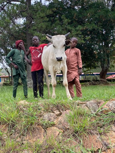 In Zawan, Nigeria, three young boys stand in a grassy outdoor area next to a light-colored cow. The boy on the left wears a green tunic and pants with a burgundy beanie. The middle boy is dressed in a red t-shirt and black pants. The boy on the right wears a brown tunic and pants. They are all looking towards the camera. The cow is positioned in the center of the frame, and its head is turned towards the boy in the red shirt. The background features lush green trees and some distant structures. The foreground is covered in grass and rocks.