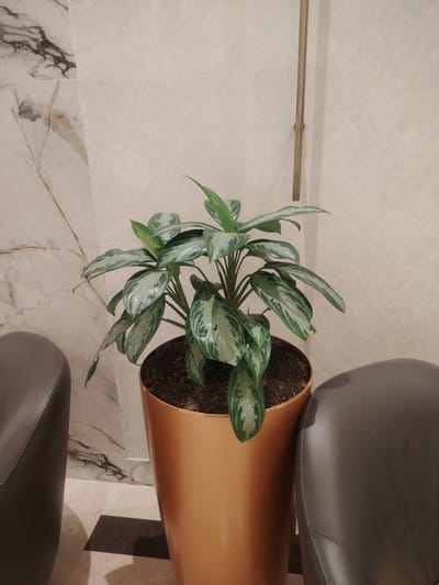 A potted plant with variegated green and silver leaves sits in a copper-colored planter. The planter is positioned between two dark upholstered chairs. Behind the plant and chairs, a wall with a textured pattern is visible. To the left of the plant, a section of marble tile can be seen. A thin, vertical metal rod extends from the wall near the plant. The setting appears to be indoors, possibly in a commercial or residential space. There is no indication of the city of Konigil, Uzbekistan, in the image or its context.